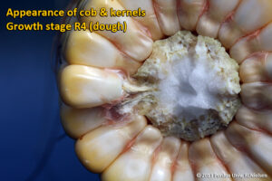 Appearance of cob and kernels - Growth stage R4 (dough)