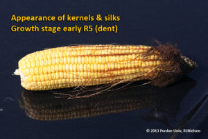 Appearance of kernels and silks - Growth stage early R5 (dent)