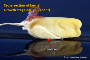 Cross-section of kernel - Growth stage early R5 (dent)