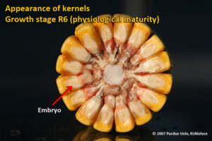 Appearance of kernels - Growth stage R6 (physiological maturity)