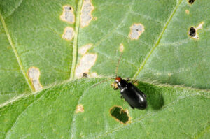 Close-up of redheaded flea beetle and soybean feeding scars