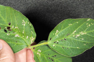 Redheaded flea beetle and damage to soybean leaf