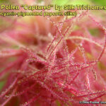 Pollen "captured" by silk trichomes on a popcorn hybrid with anthocyanin-pigmented silks.
