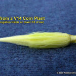 Silk elongation on the lower 2/3 of a V14 ear, about 4 days after V12; 6 to 10 days before silk emergence.