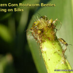 Western Corn Rootworm beetles (Diabrotica spp.) actively feeding on silks and pollen.