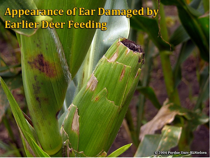 appearance of ear damaged