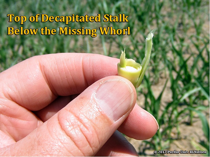 top of decapitated stalk