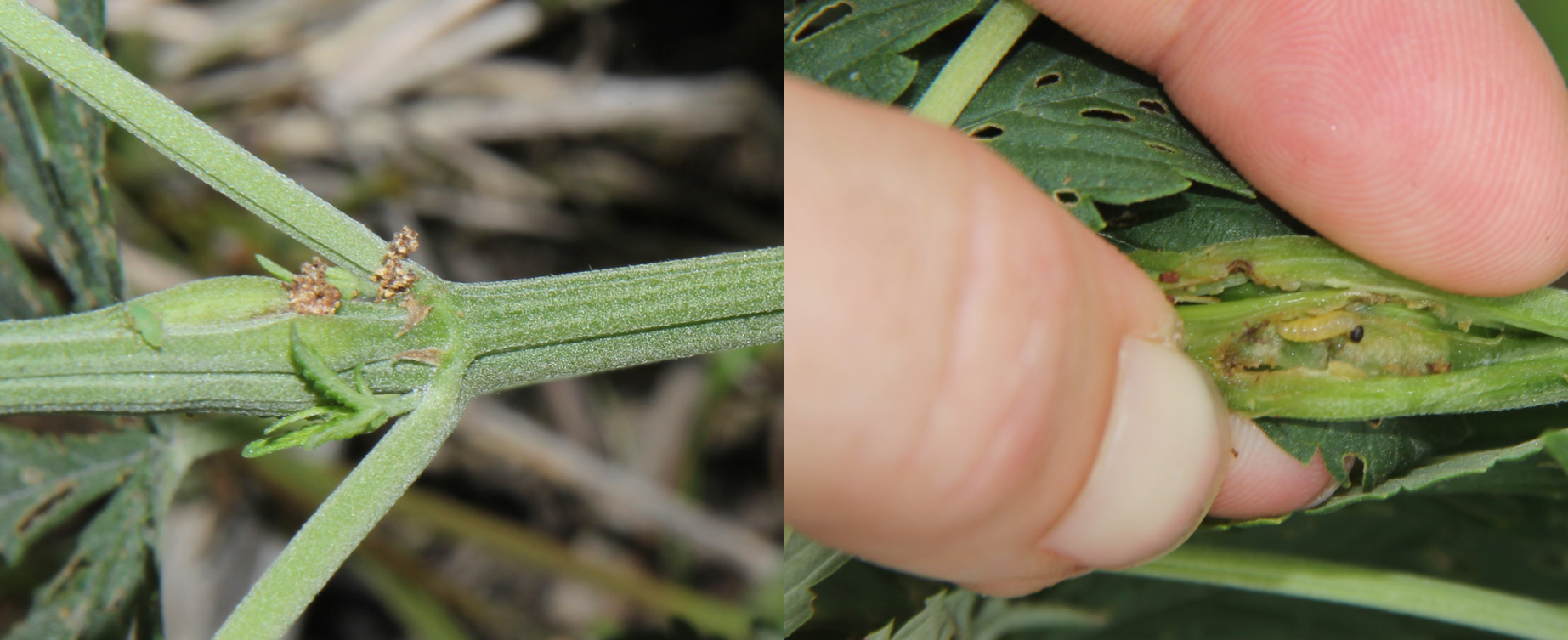 Any easy way to look for Eurasian hemp borer is to check for bulges in the stem and frass on the outside. If you are willing to sacrifice the branch or stem, you can cut it open to find the larvae.