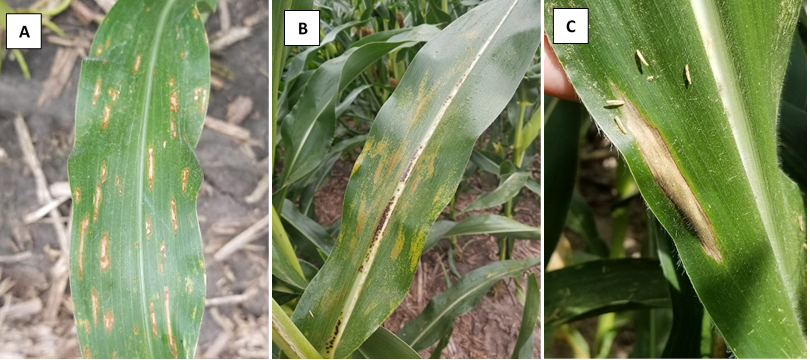 Figure 1. Foliar diseases in corn A. gray leaf spot, B. Physoderma brown spot, C. northern corn leaf blight. Photo credit: Darcy Telenko
