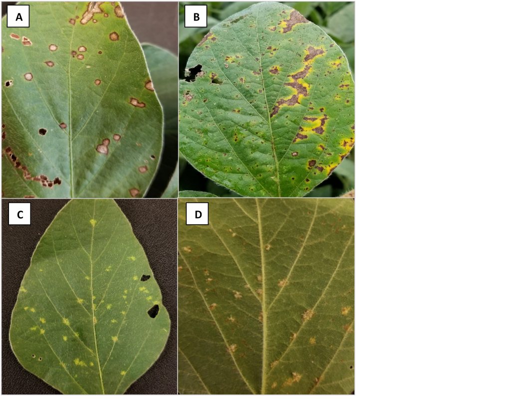 Foliar Disease Update In Indiana Corn And Soybean | Purdue University ...