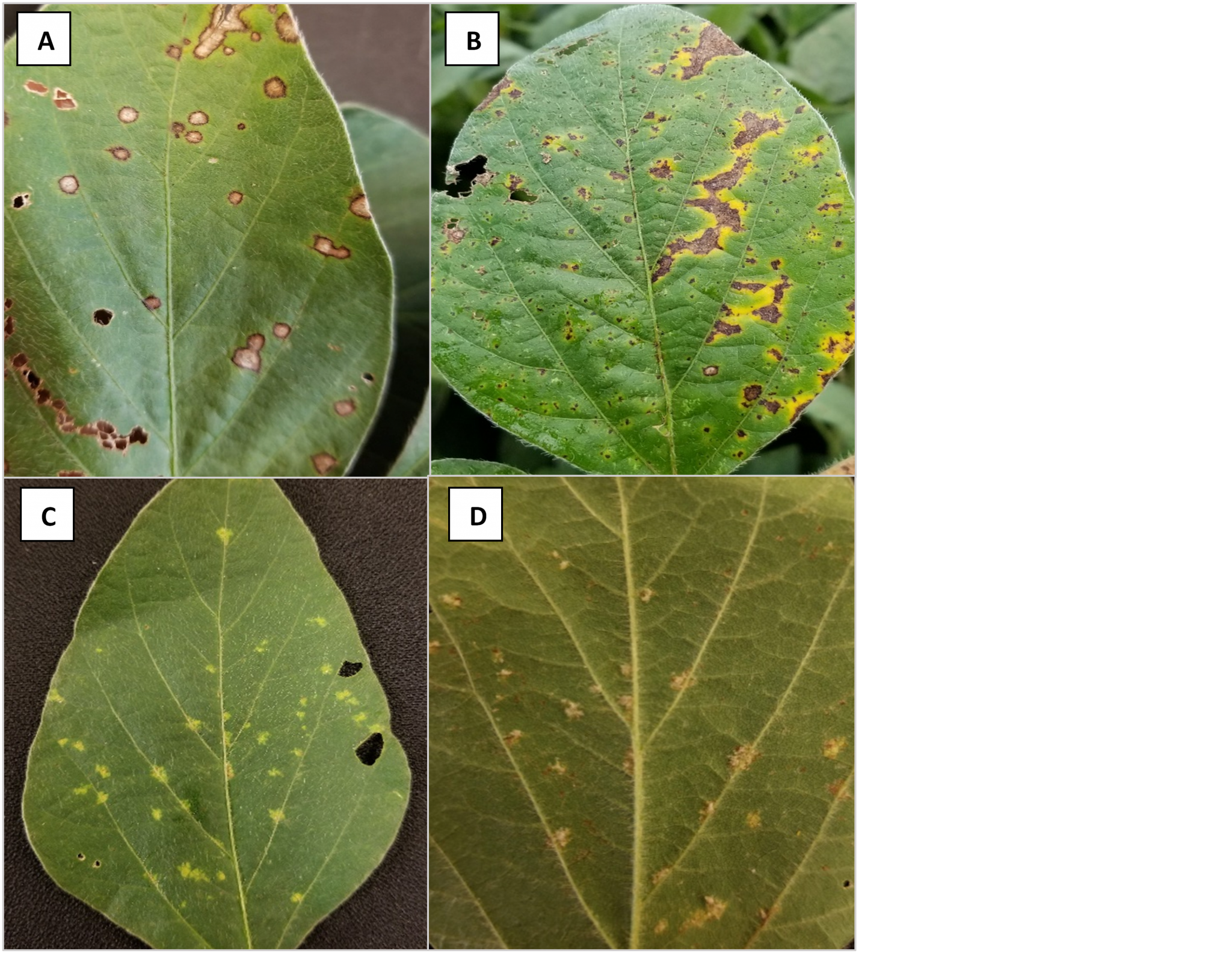 Figure 2. Foliar diseases in soybean A. frogeye leaf spot, B Septoria brown spot, C. downy mildew on upper leaf surface, D. downy mildew on lower leaf surface. Photo credit: Darcy Telenko