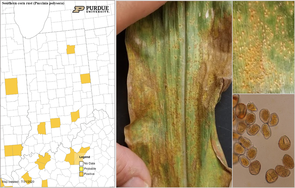Figure 3. Distribution of southern rust in Indiana on July 30, 2020 (https://corn.ipmpipe.org/southerncornrust/) and an example of southern rust pustules on a corn leaf and diagnostic spores. Photo credits: Darcy Telenko and John Bonkowski.