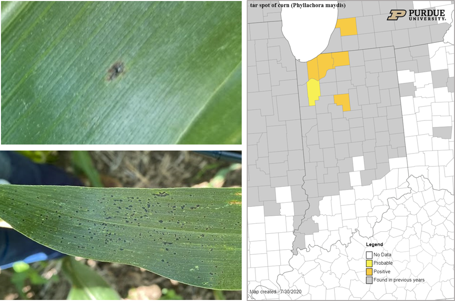 Figure 4. Tar spot lesion on corn in lower canopy. High resolution of the stroma formed on the leaf. Photo credit: Darcy Telenko