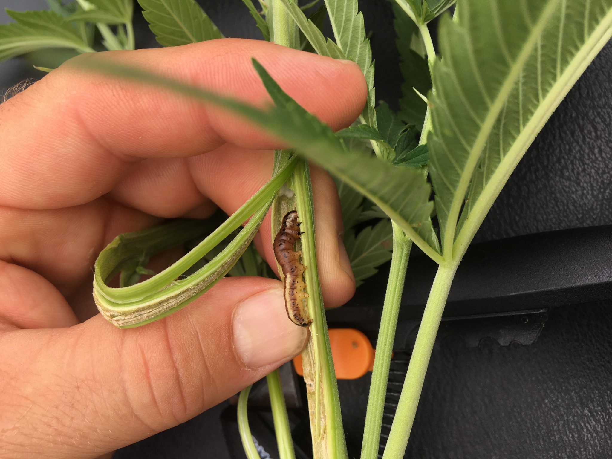 Common stalk borer larva found in CBD hemp in Cass County, IN.