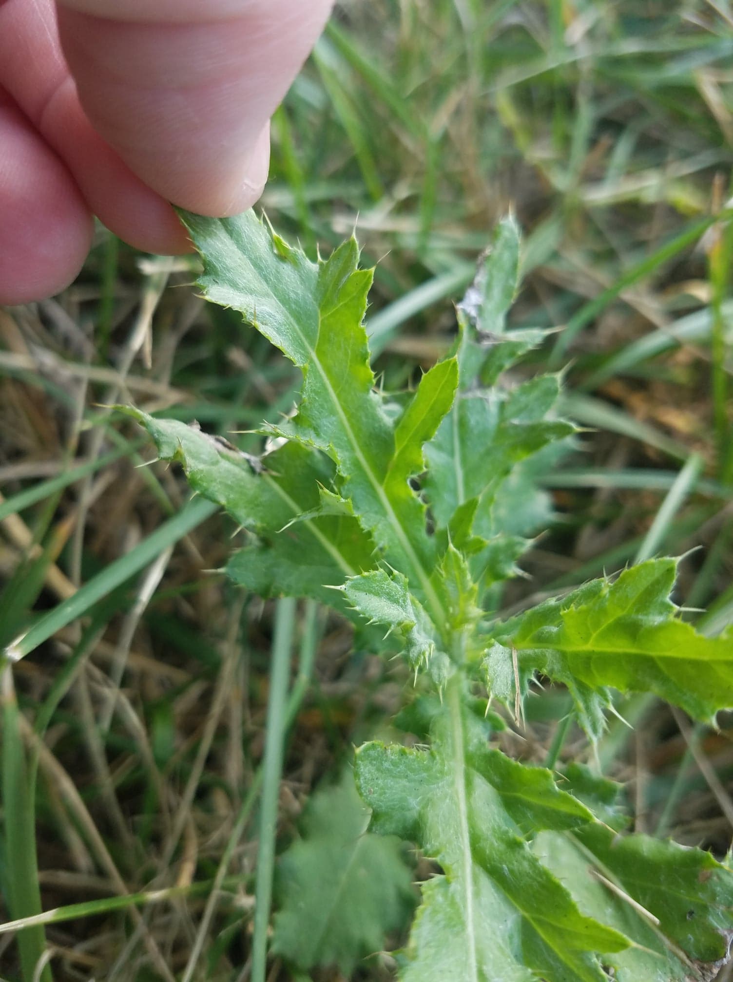 A small trace of Canada thistle spines found in alfalfa hay led to refusal of ewes consuming the hay. (Photo credit: Brooke Stefancik, Purdue University Sullivan County Extension Educator, Agriculture & Natural Resources)