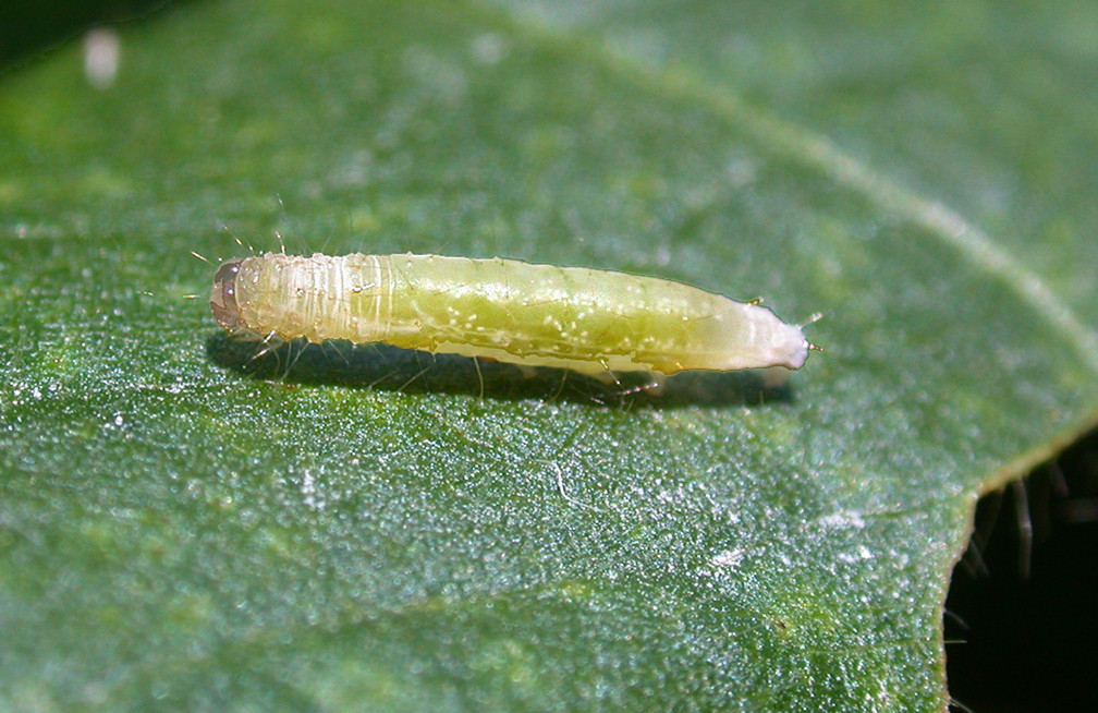 Green cloverworm becoming a cocoon for the internal parasite.