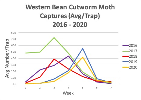 western bean cutworm moth captures