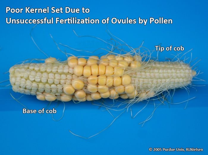 Poor kernel set due to unsuccessful fertilization of ovules by pollen