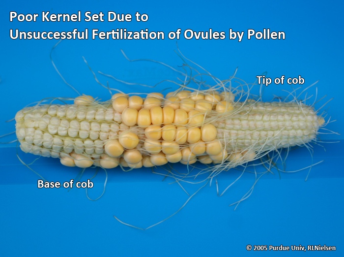 Kernel set. Кукуруза фото. Горячая кукуруза. Кукуруза фон. Кукуруза с маслом.