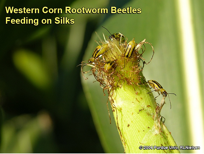 Western corn rootowrm beetles feeding on silks