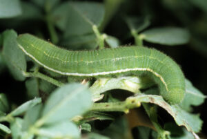 Alfalfa caterpillar on alfalfa leaves