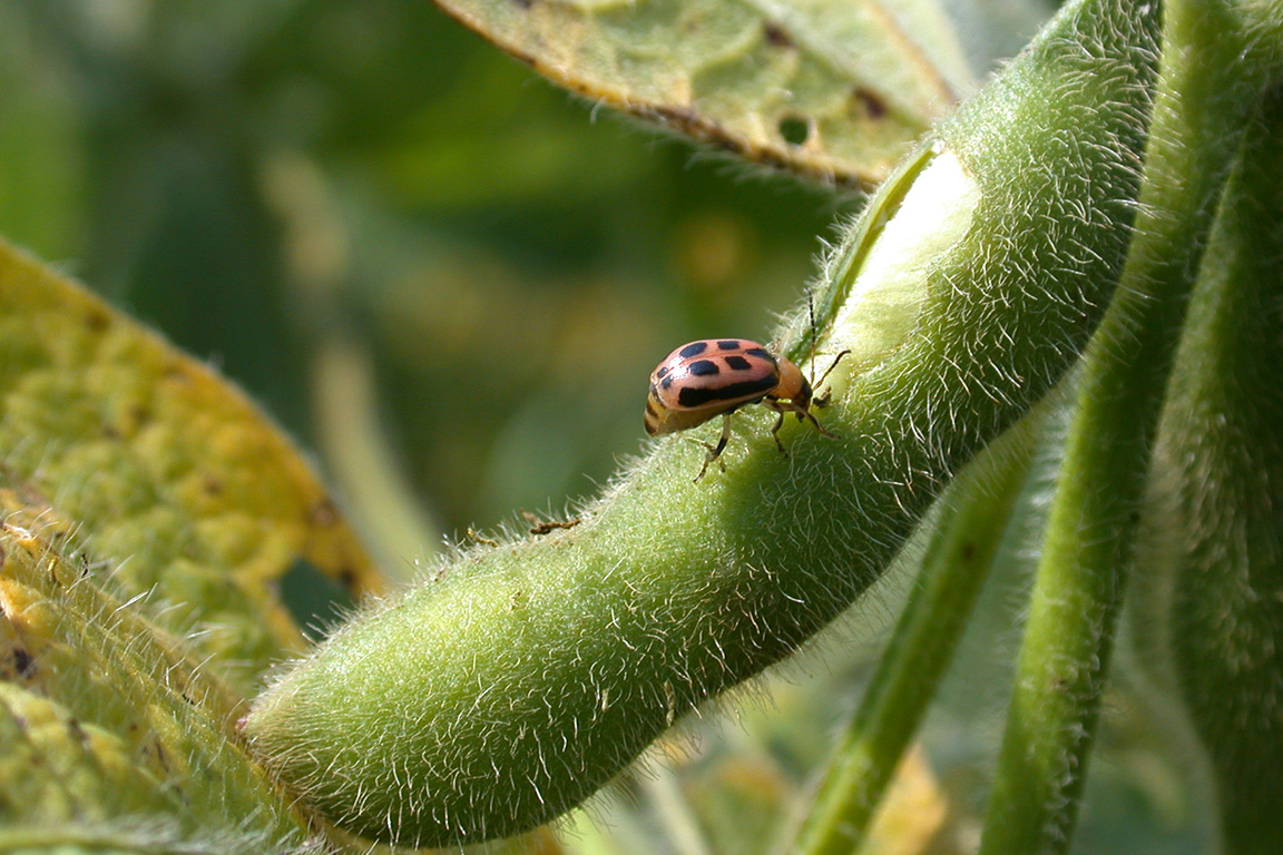 Bean leaf beetle pod scarring, note the remaining membrane.