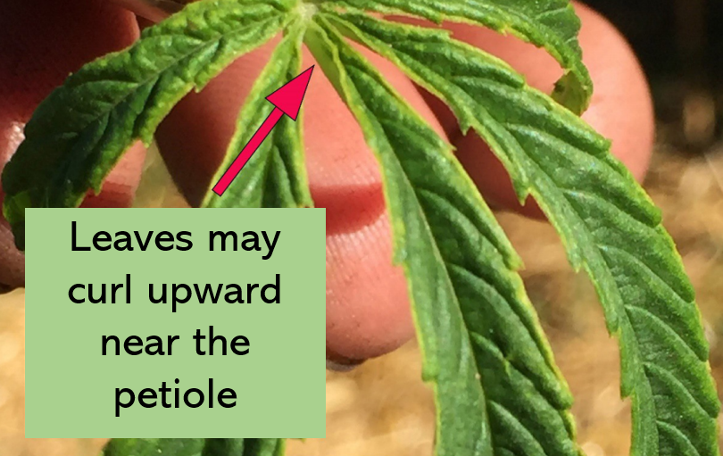 Image source: Certified Kind (2017) Hemp Russet Mite: How to Recognize Damage and Strategies for Prevention and Control