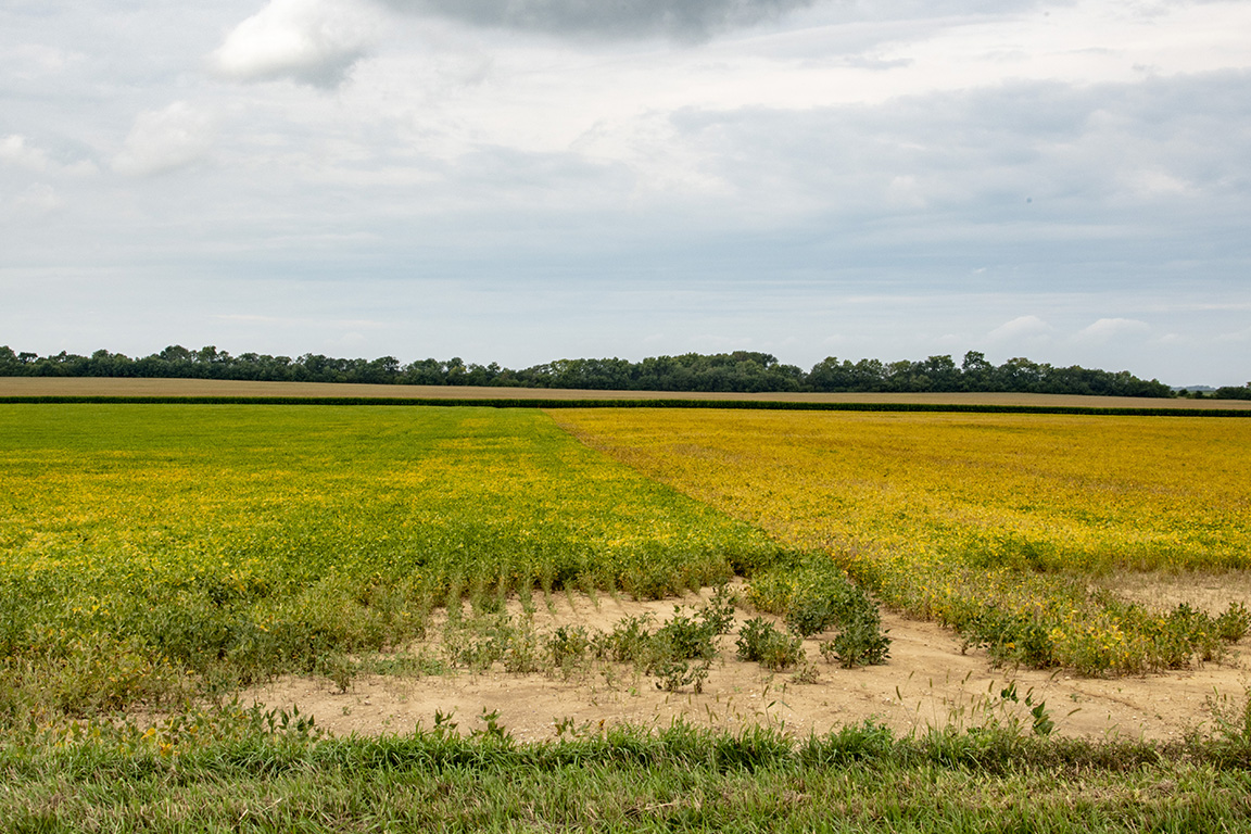 Green areas in field to the left will attract surrounding bean leaf beetles.