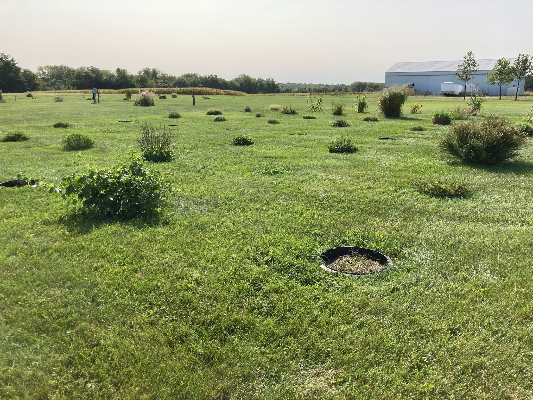 Many forage species at the Purdue University Crop Diagnostic Training and Research Center are used for identification education.