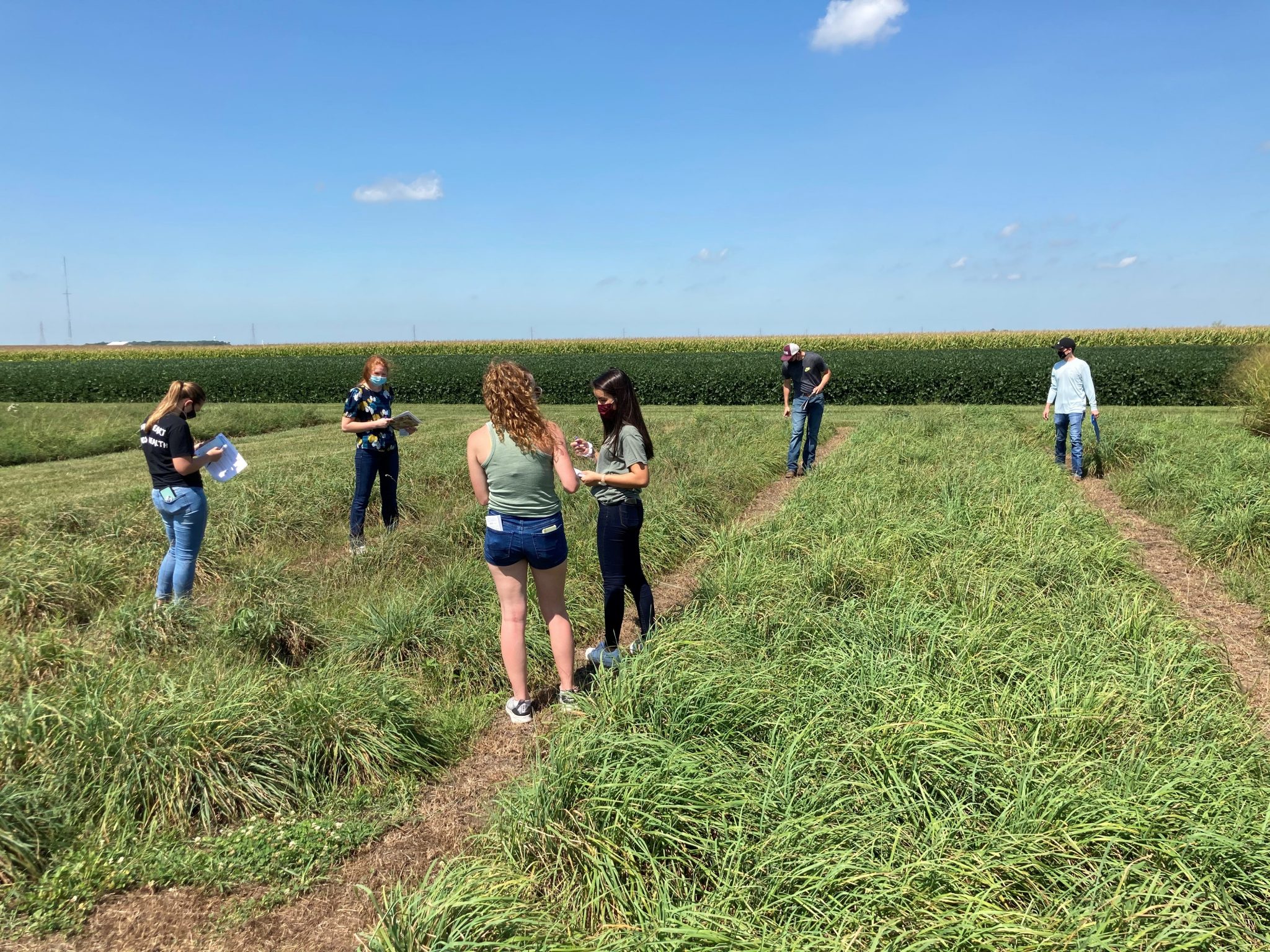 Comparing disease differences among four orchardgrass varieties. (Photo Credit: Keith Johnson)