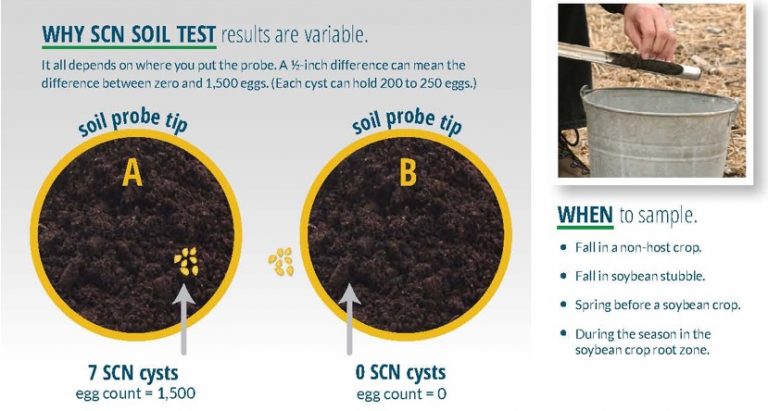 Spring Soybean Cyst Nematode SCN Soil Testing For Indiana Growers spring-soybean-cyst-nematode-scn-soil-testing-for-indiana-growers