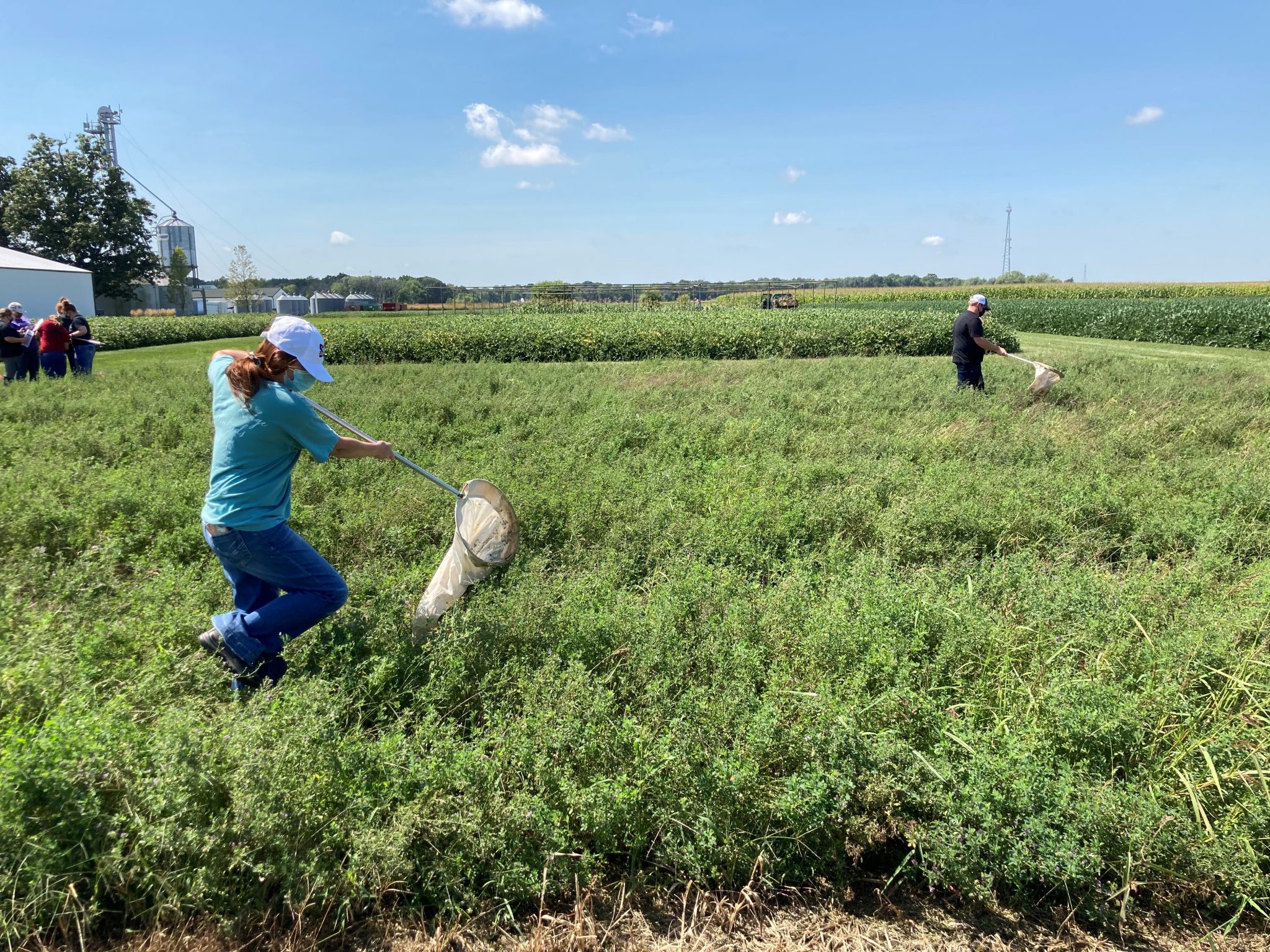 Using a sweep net to identify beneficial and harmful insects in alfalfa. (Photo Credit: Keith Johnson)