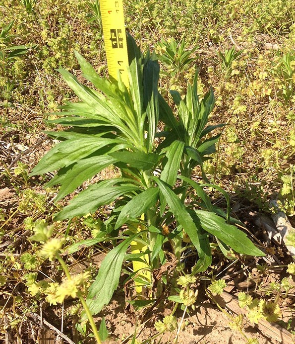 Figure 1. A fall emerging marestail plant that reached 1-ft. in height by May 13, 2015. Herbicide applications would have marginal results at best on this size of marestail plant.