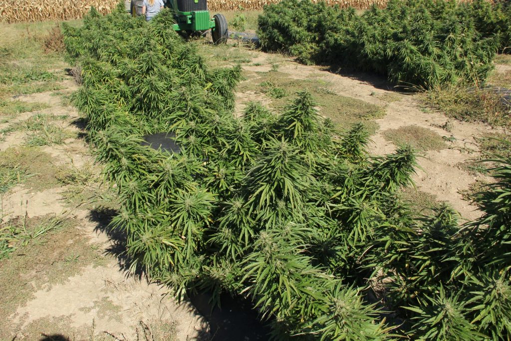 Frost And Hemp, Should Growers Worry? Purdue University Pest&Crop