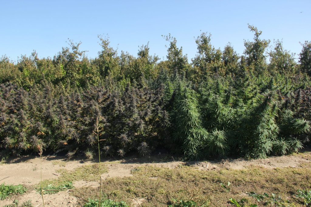 Frost And Hemp, Should Growers Worry? Purdue University Pest&Crop