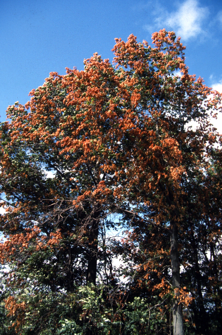 A tall tree with many clumps of brown leaves on the exterior and green leaves on the interior of its canopy. 