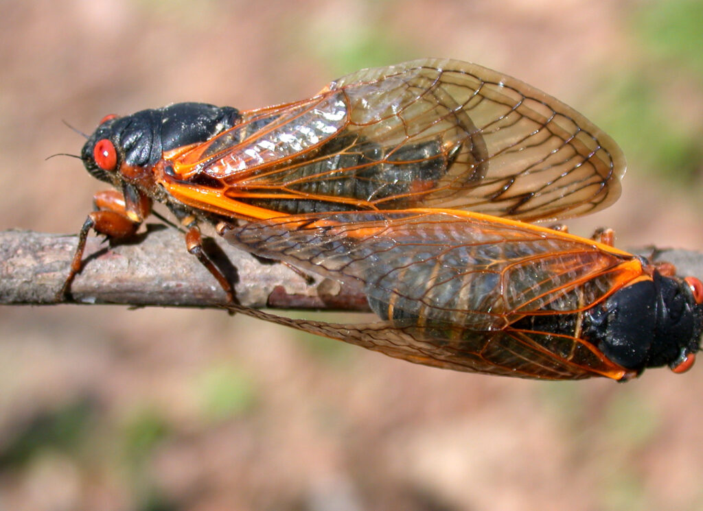 17Year Cicadas Are Coming Are You Ready? Purdue University Pest