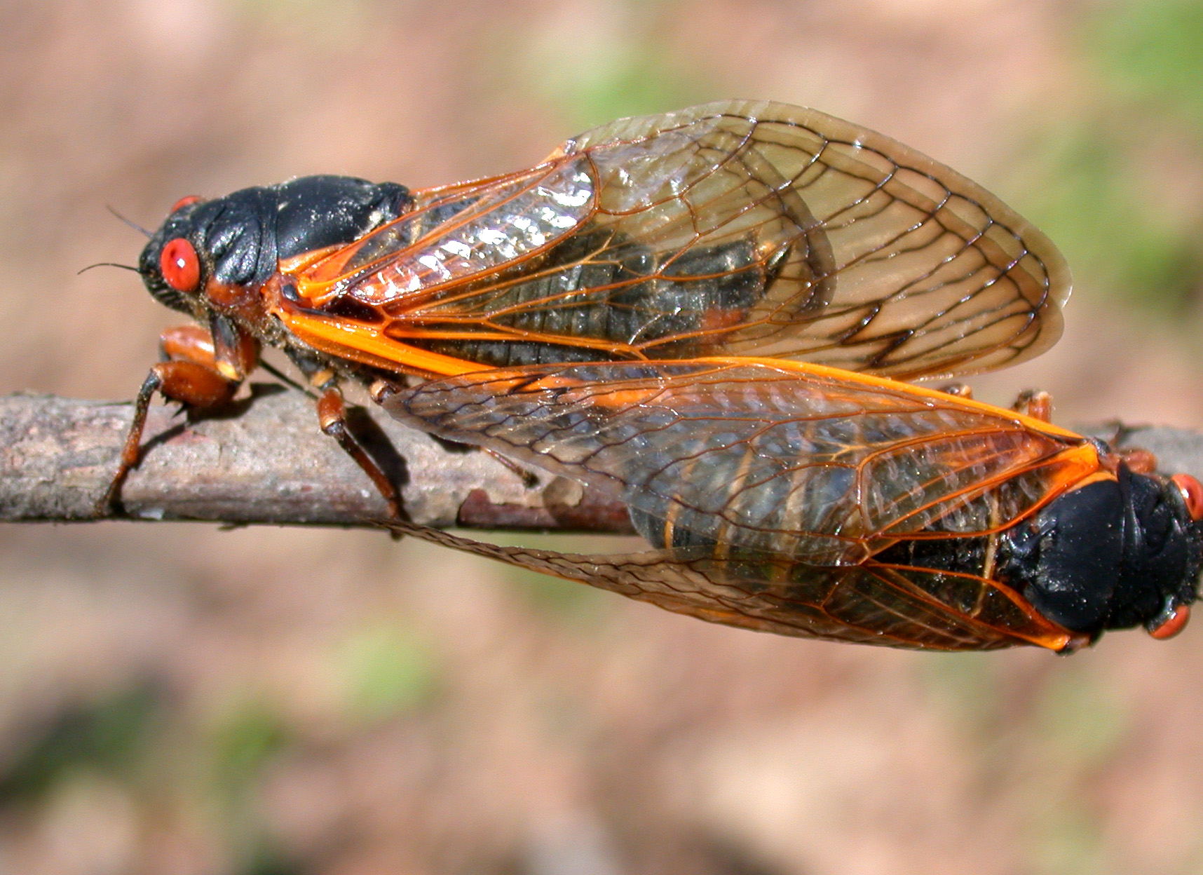 17-year cicadas have much brighter colors than their annual cousins. They can be recognized by their bright red eyes, black bodies, and orange wing veins. (Photo Credit: John Obermeyer, Purdue Entomology, Purdue University) 