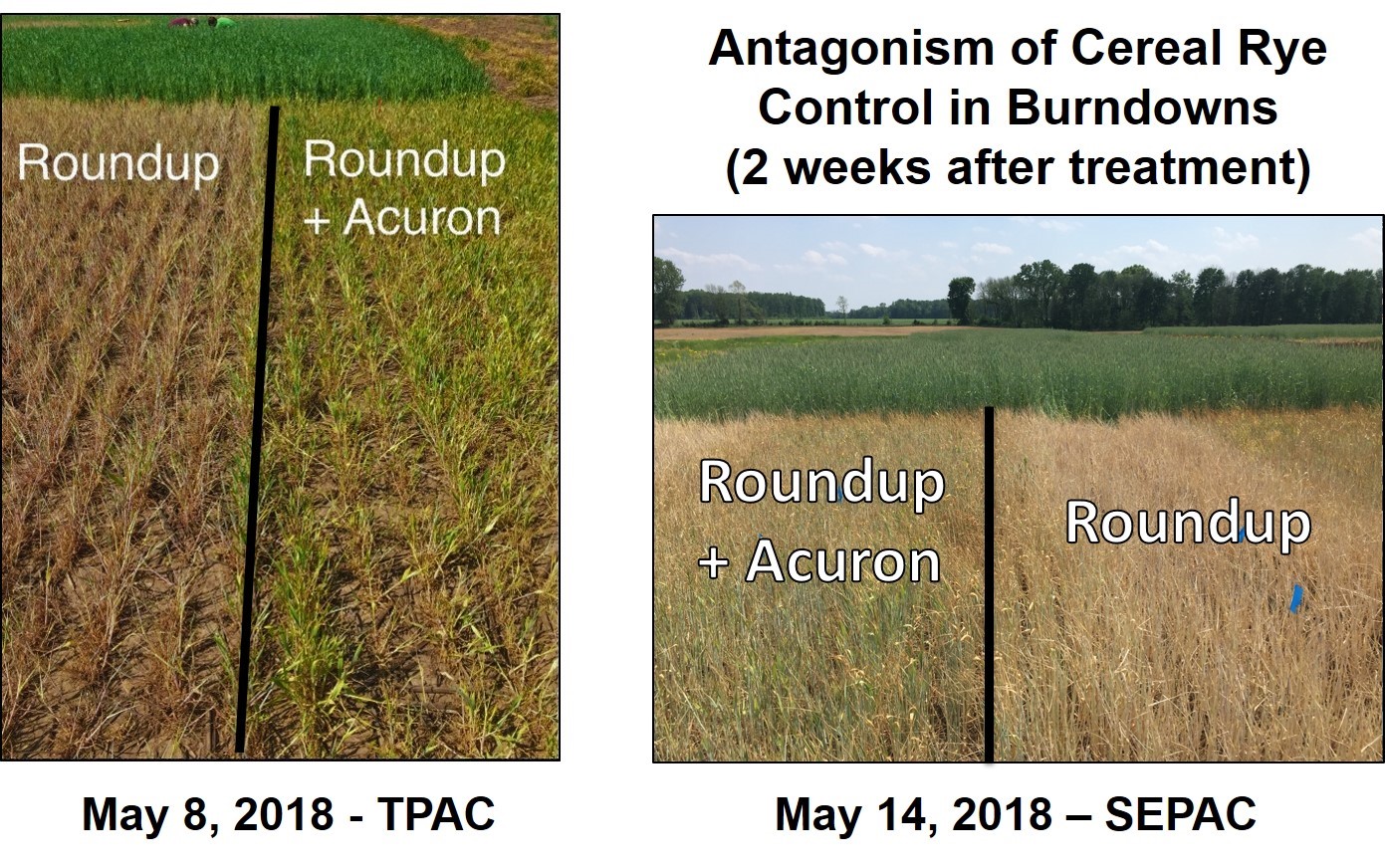 Figure 1. Picture of Roundup alone compared to Roundup + Acuron two weeks after herbicide application to terminate cereal rye.