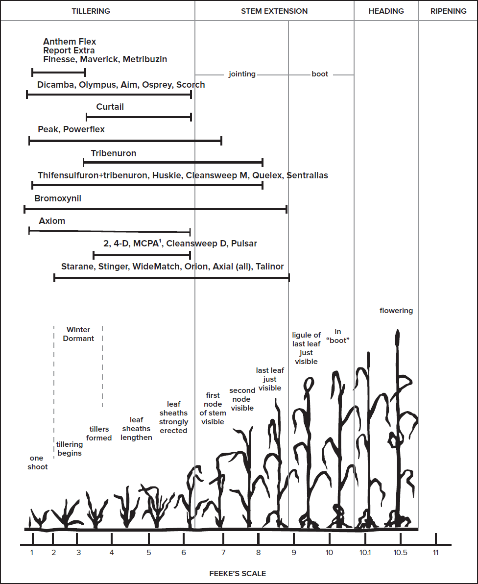 winter wheat weeds