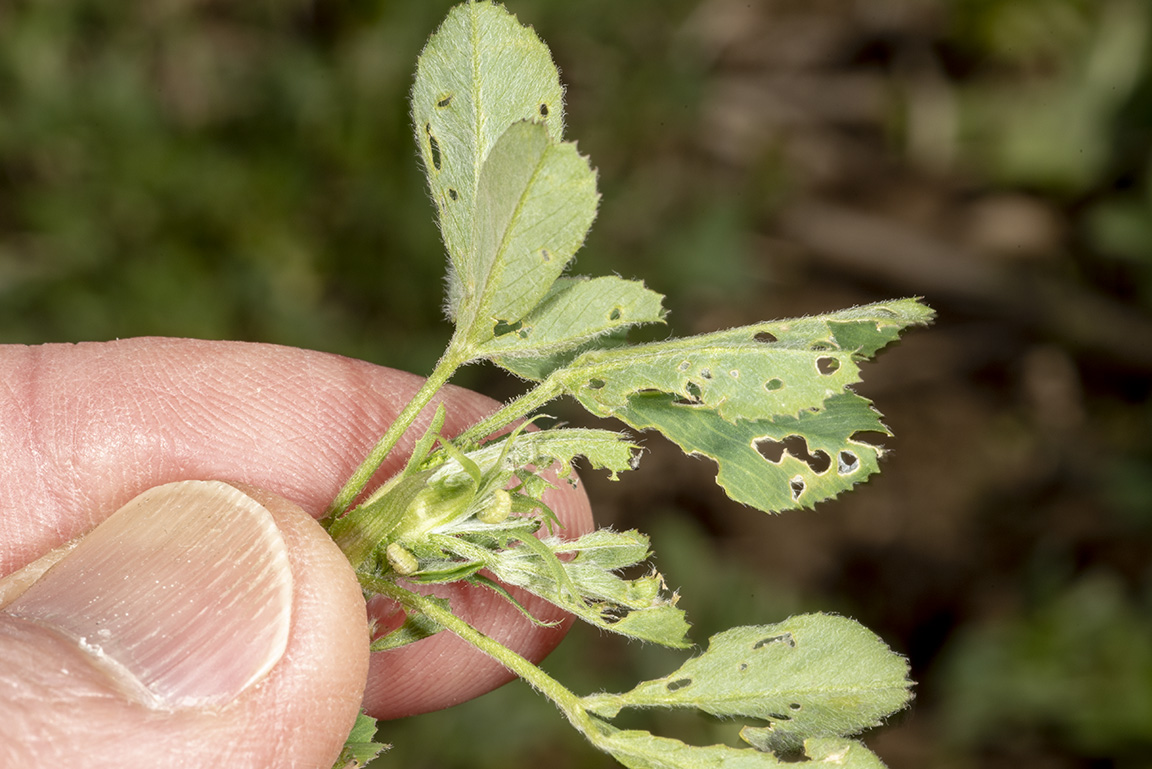 These alfalfa weevil larvae were well and fine the day after freezing temperatures on April 20. (Photo Credit: John Obermeyer)