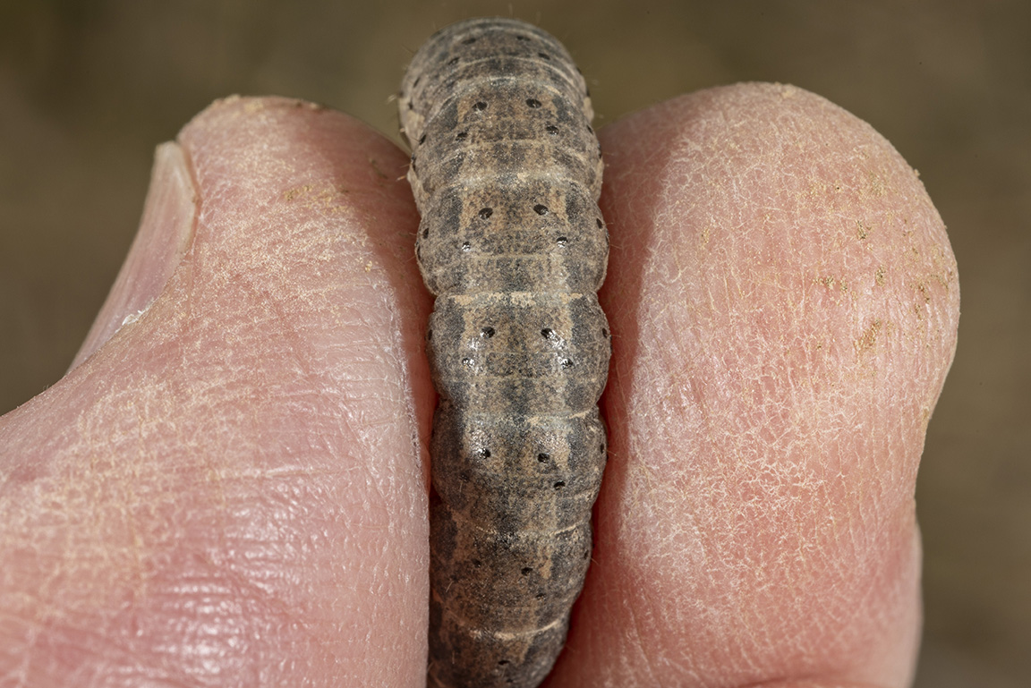 Close inspection reveals that the smooth skin and near-equal size tubercles (black dots) indicate that it is likely a dingy (overwintering) cutworm.