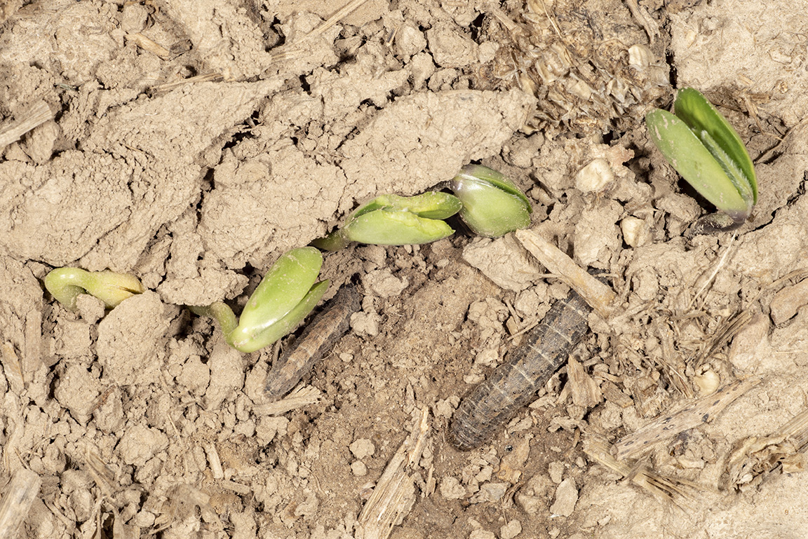 While checking emerging soybeans on April 19 in west central Indiana, these cutworms and their damage were found. (Photo Credit: John Obermeyer)