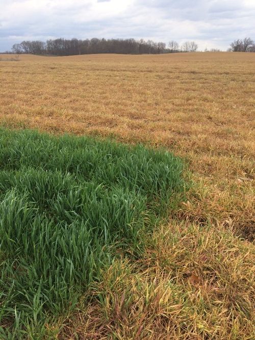 Early termination helps preserve seedbed soil moisture. If dry conditions are expected, then saving seed-zone moisture is critical. Once killed, the cover crop mulch should reduce evaporation from the soil surface. Photo by Tony Vyn, Purdue University.