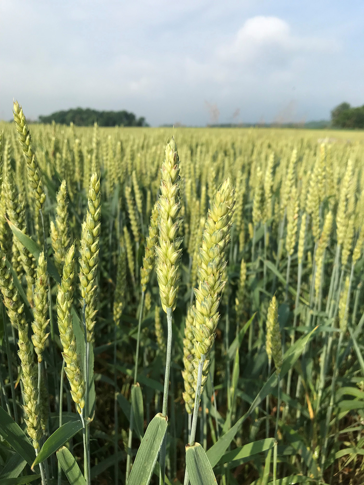 Soft red winter wheat can be a viable double crop forage option. (Photo Credit: Keith Johnson)