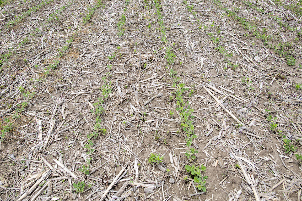 Picture 1: April 5 planted soybean plot, pictured on May 27, has struggled, yet mostly survived.