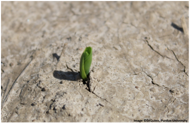 Image 1: Corn at the VE growth stage. Image shows the emergence of the first true leaf. 