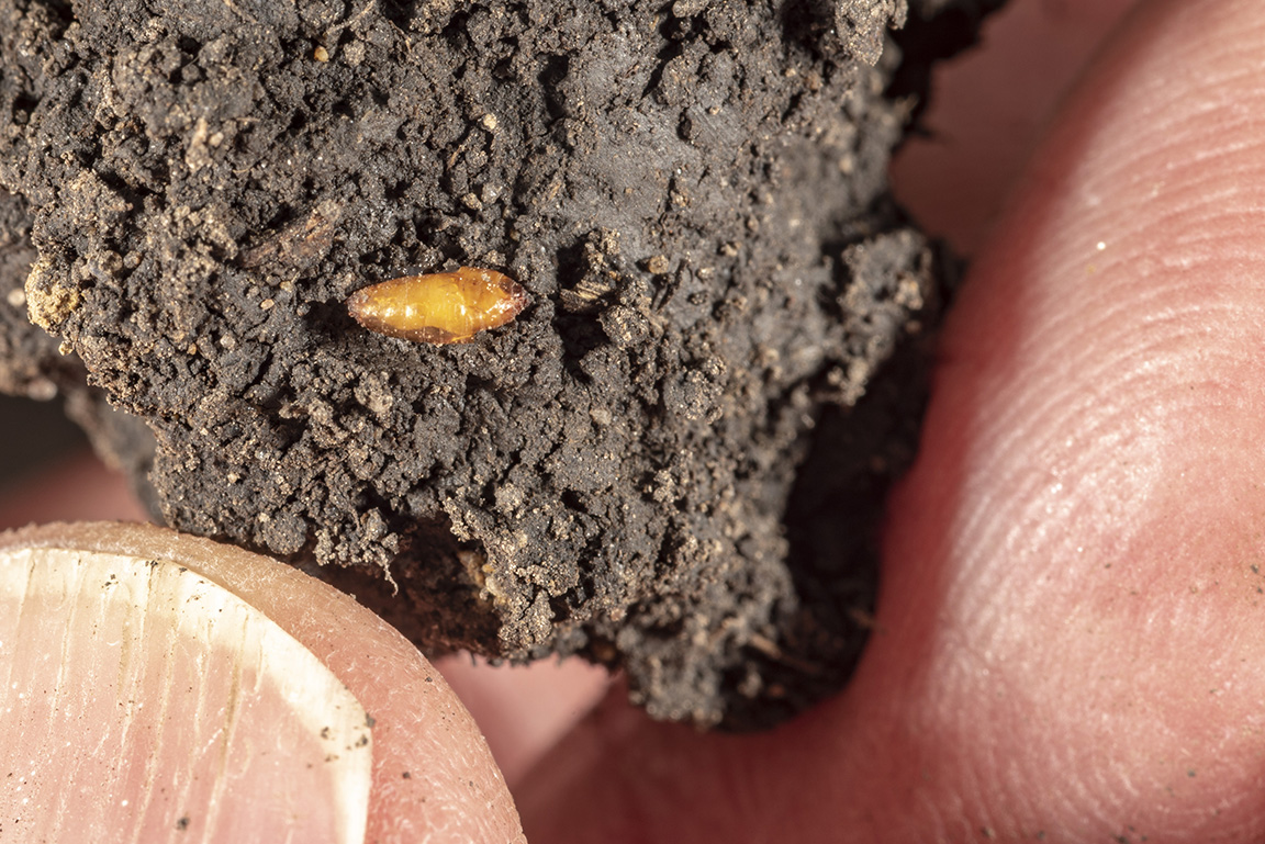 Seedcorn maggot pupa, when you find these, damage is done! (Photo Credit: John Obermeyer)