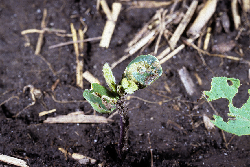 Emerged soybean seedling showing remains of seedcorn maggot damage that occurred below ground. (Photo Credit: John Obermeyer)