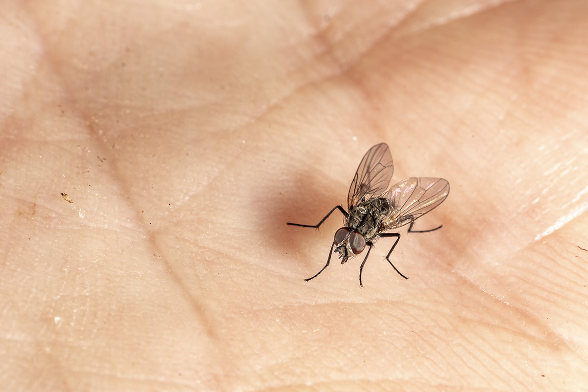 Seedcorn maggot fly on hand. (Photo Credit: John Obermeyer)